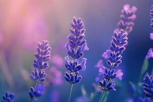 Close-up of lavender flowers in soft, dreamy light. photo