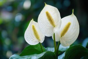 Three elegant white flowers with green leaves. photo