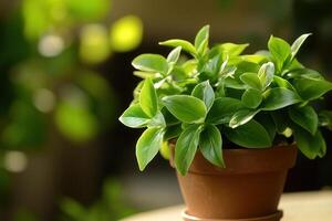A vibrant green potted plant on a sunny surface. photo