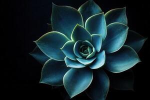 A close-up of a blue succulent against a dark background. photo
