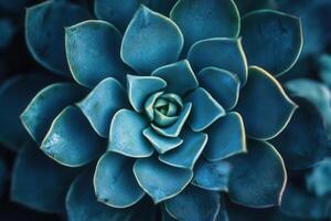A close-up of a blue succulent plant. photo