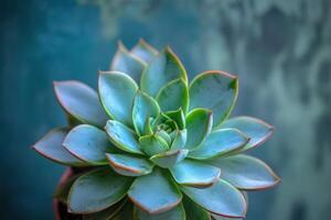 A close-up of a succulent plant in a pot. photo