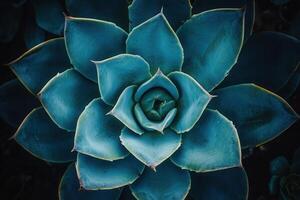 A close-up of a succulent plant showcasing its geometric leaves. photo