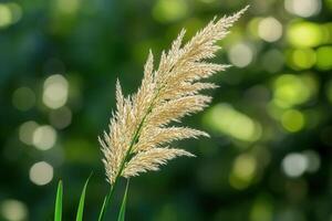 A close-up of golden grass against a blurred green background. photo