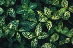A close-up view of vibrant green leaves. photo