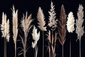 A collection of decorative dried grasses on a dark background. photo
