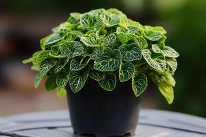 A lush green potted plant with intricate leaf patterns. photo