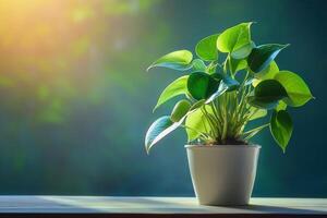 A potted plant basking in warm sunlight. photo