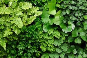 A variety of lush green plants and ferns. photo