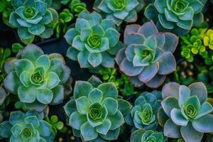 A vibrant arrangement of succulent plants in various shapes. photo