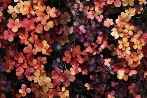 A vibrant arrangement of colorful flowers. photo