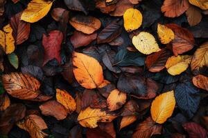 A vibrant collection of autumn leaves on the ground. photo