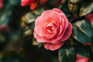 A close-up of a pink rose surrounded by green leaves. photo