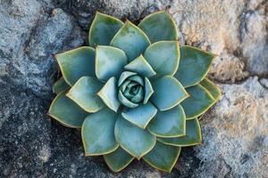 A close-up of a succulent plant on rocky surface. photo