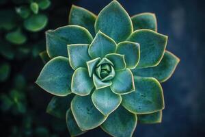 A close-up of a succulent plant with vibrant green leaves. photo