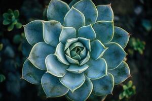 A close-up of a succulent plant with layered leaves. photo