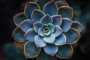 A close-up of a vibrant succulent plant. photo