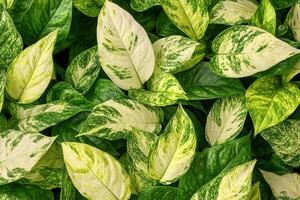 A close-up of lush green and variegated leaves. photo