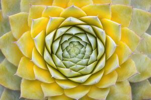A close-up of a vibrant yellow succulent plant. photo