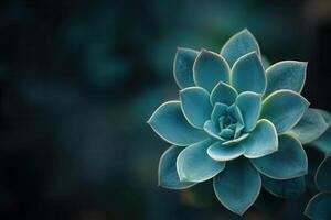 A close-up of a succulent plant with blue-green leaves. photo