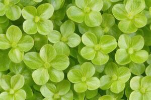A close-up of vibrant green aquatic plants. photo