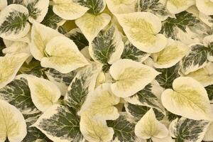 A close-up of variegated green and white leaves. photo