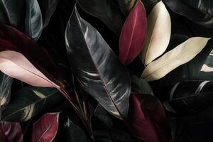 A close-up of vibrant, dark-toned leaves. photo