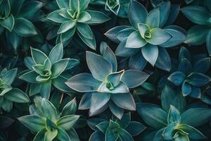 A close-up view of various succulent plants. photo