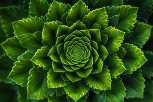 A close-up view of a green succulent plant. photo
