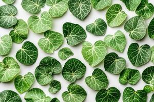 A collection of green leaves with intricate patterns. photo