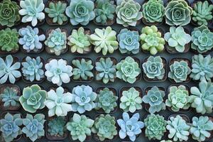 A collection of various succulent plants in pots. photo