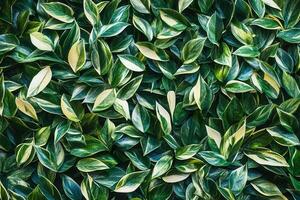 A dense arrangement of green and variegated leaves. photo