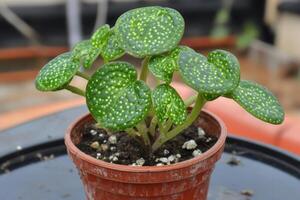 A potted plant with vibrant green leaves and spots. photo