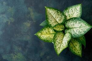 A lush green plant with variegated leaves on a textured background. photo