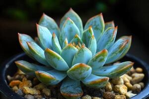 A succulent plant with blue-green leaves in a pot. photo