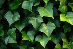 A dense arrangement of green ivy leaves. photo
