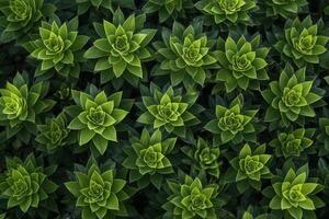 A vibrant arrangement of succulent plants in green hues. photo