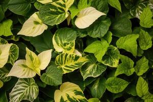 A lush arrangement of various green leaves. photo