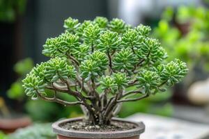 A lush green succulent plant in a pot. photo