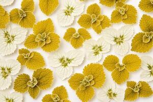 A pattern of green and yellow leaves on a white background. photo