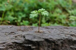 A small green plant growing from a rocky surface. photo
