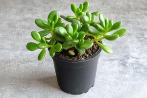A small succulent plant in a black pot. photo