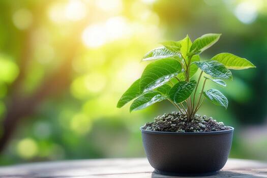 A small green plant in a pot with a blurred background. photo