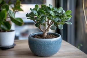 A small potted plant with glossy leaves on a table. photo