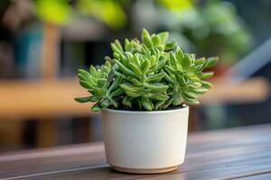 A succulent plant in a decorative pot on a wooden table. photo