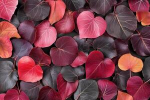 A vibrant array of heart-shaped leaves in various colors. photo