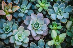 A vibrant arrangement of various succulent plants. photo