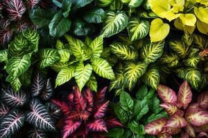 A vibrant array of various indoor plants displayed together. photo