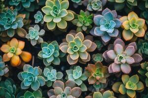 A vibrant assortment of succulent plants in various colors. photo