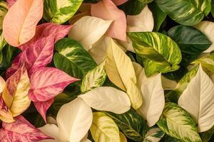 A vibrant assortment of colorful leaves. photo
